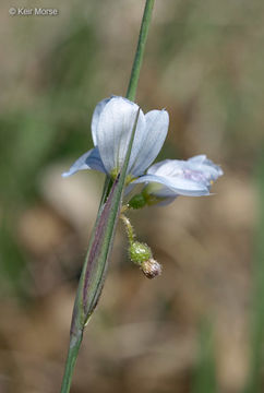 Image of prairie blue-eyed grass