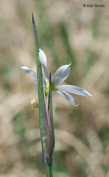 Image of prairie blue-eyed grass