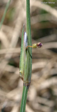 Image of prairie blue-eyed grass