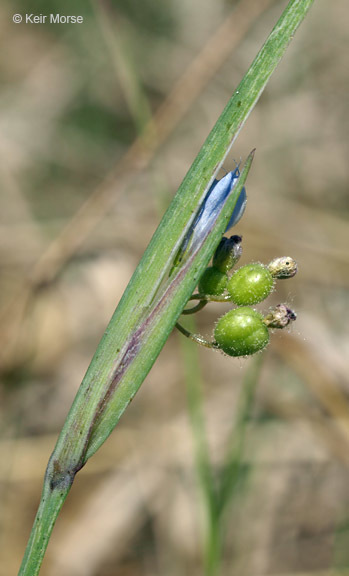 صورة Sisyrinchium campestre E. P. Bicknell