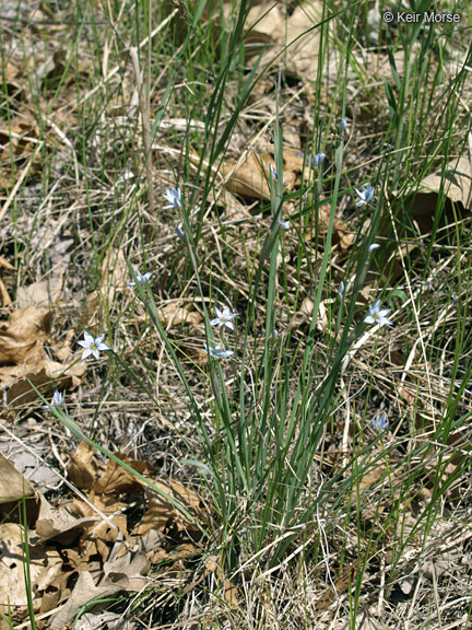 صورة Sisyrinchium campestre E. P. Bicknell