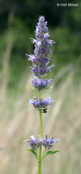 Image of blue giant hyssop