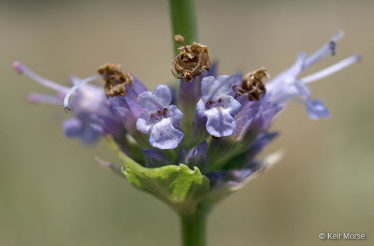 Imagem de Agastache foeniculum (Pursh) Kuntze