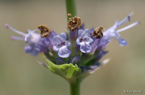 Image of blue giant hyssop