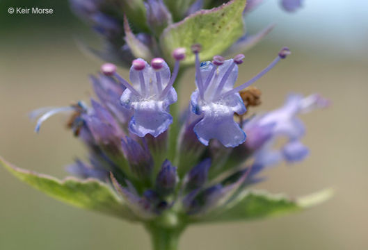 Imagem de Agastache foeniculum (Pursh) Kuntze