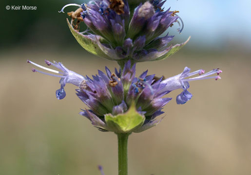 Image of blue giant hyssop