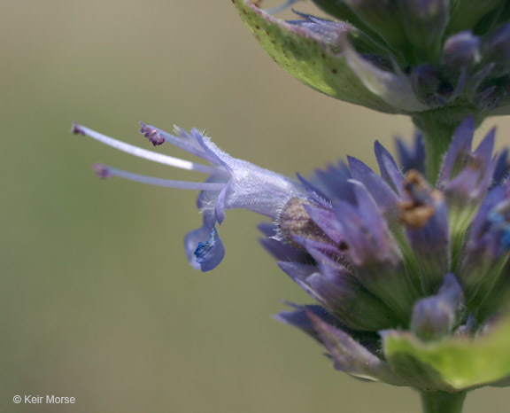 Image of blue giant hyssop