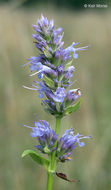 Image of blue giant hyssop