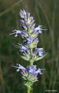 Image of blue giant hyssop