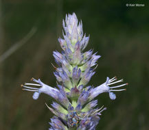 Imagem de Agastache foeniculum (Pursh) Kuntze