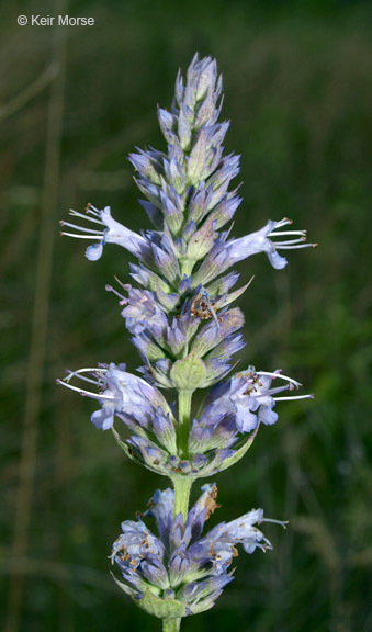 Image of blue giant hyssop