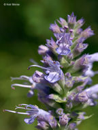 Image of blue giant hyssop