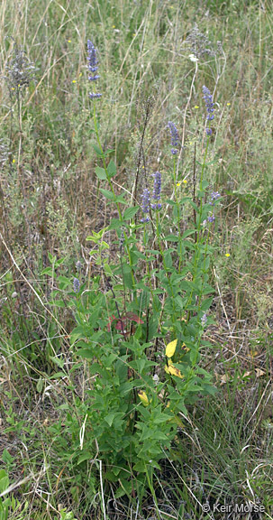 Image of blue giant hyssop