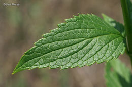 Image of blue giant hyssop