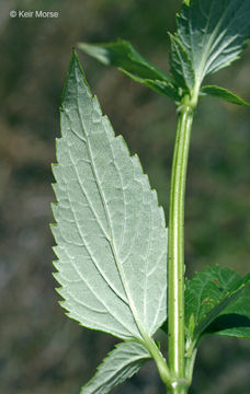 Image of blue giant hyssop