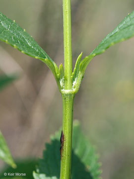 Image of blue giant hyssop