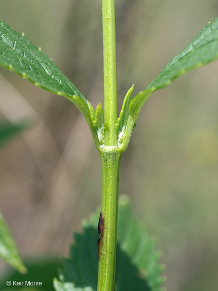 Imagem de Agastache foeniculum (Pursh) Kuntze