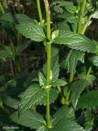 Image of blue giant hyssop