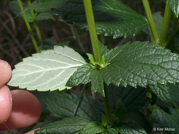 Image of blue giant hyssop