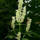 Imagem de Agastache scrophulariifolia (Willd.) Kuntze