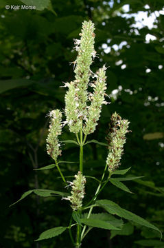 Image of purple giant hyssop