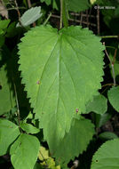 Image of purple giant hyssop