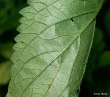 Image of purple giant hyssop