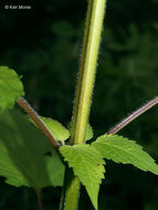 Image of purple giant hyssop