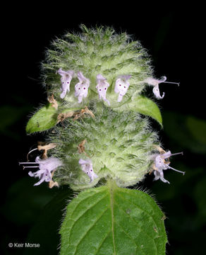 Image of downy pagoda-plant