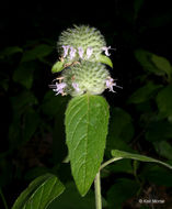 Image of downy pagoda-plant