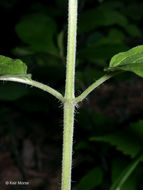 Image of downy pagoda-plant