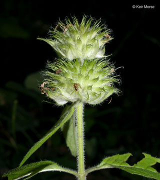 Image of downy pagoda-plant