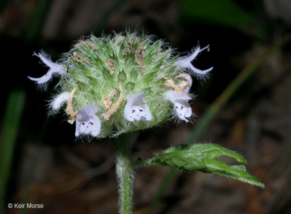 Image of downy pagoda-plant