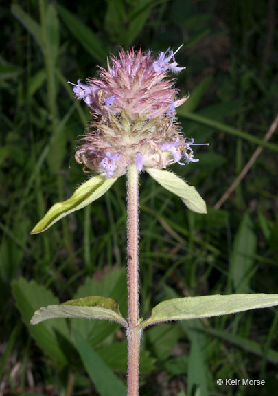 Image of downy pagoda-plant