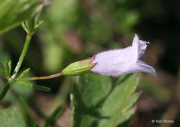 Image of <i>Clinopodium glabrum</i>