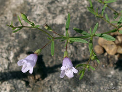 Image of <i>Clinopodium glabrum</i>