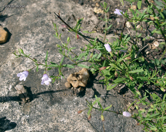 Image of <i>Clinopodium glabrum</i>