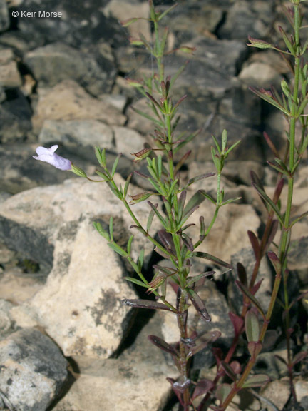 Image of <i>Clinopodium glabrum</i>