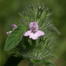 Image of clinopodium