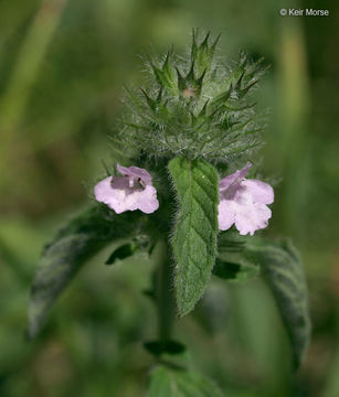 Слика од Clinopodium vulgare L.