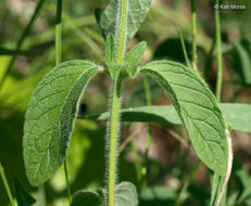 Image of wild basil