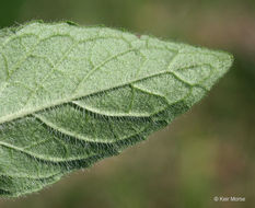 Image of wild basil