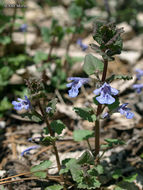 Image of Ground ivy