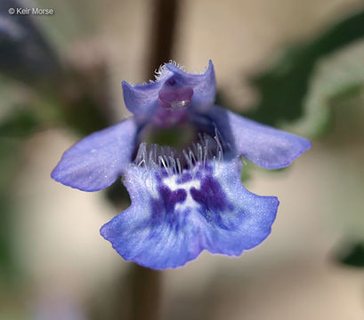 Image of Ground ivy