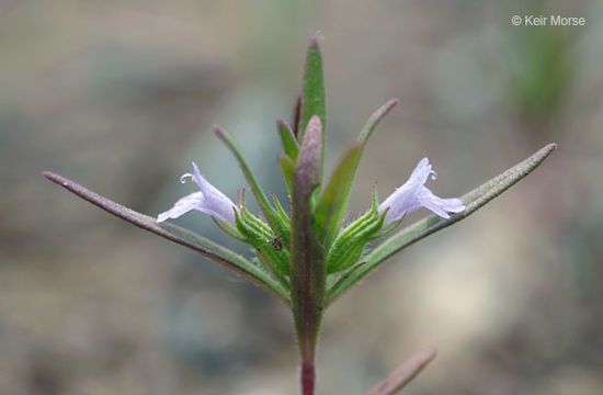 Image of rough false pennyroyal