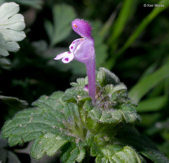 Image of common henbit