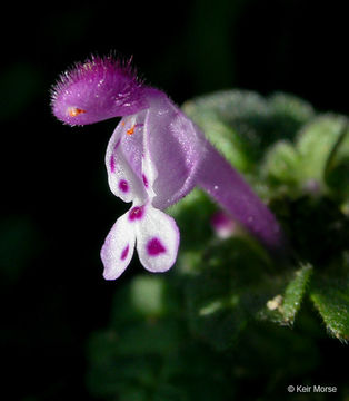 Image of common henbit