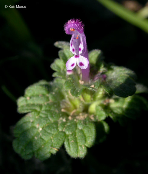 Image of common henbit