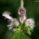 Image of common motherwort