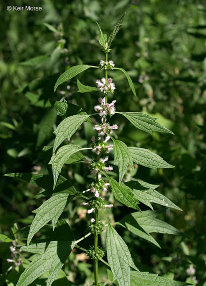 Image of common motherwort